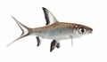 Bala Shark or Silver Shark (Balantiocheilus melanopterus) isolated on white Royalty Free Stock Photo