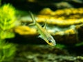 Bala shark or silver shark Balantiocheilus melanopterus macro close up on a fish tank with blurred background Royalty Free Stock Photo