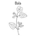 Bala sida cordifolia , or country mallow, flannel weed, medicinal plant