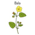 Bala sida cordifolia , or country mallow, flannel weed, medicinal plant