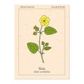 Bala sida cordifolia , or country mallow, flannel weed, medicinal plant