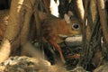 Balabac chevrotain