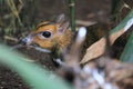 Balabac chevrotain Royalty Free Stock Photo