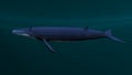 Balaenoptera