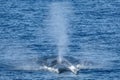 A Balaenoptera physalus, the common fin whale navigates in front of the coast of Genoa Royalty Free Stock Photo