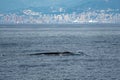 A Balaenoptera physalus, the common fin whale navigates in front of the coast of Genoa Italy Royalty Free Stock Photo