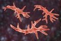 Balamuthia mandrillaris amoeba