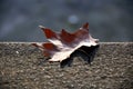 Balance: Dry leaf hovering on the edge of the wall, Rome, Italy Royalty Free Stock Photo