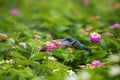 Always in balance. Hummingbirds in nature. Royalty Free Stock Photo