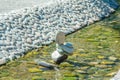 Balance and spa stone composition in a river water Royalty Free Stock Photo