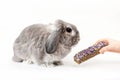 Balanced diet. A small decorative lop-eared rabbit is given a pellet in the hand. White background. Side view. The Royalty Free Stock Photo