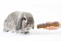 Balanced diet. A small decorative sad lop-eared rabbit is given a pellet in the hand. White background. The concept of Royalty Free Stock Photo