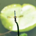 Balanced Dragonfly