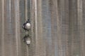 Balancing Canada Goose in Reflective Pond Royalty Free Stock Photo
