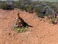 Balancing and concentration pile of rocks, pile of rocks made on the top of the mountain Royalty Free Stock Photo