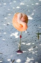 Balancing Flamingo