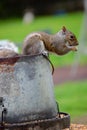 Balancing Squirrel