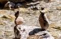Balancing stones on the mountain river Royalty Free Stock Photo