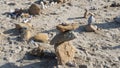 Balancing stones on sand. Zen Style Stones by the Sea Royalty Free Stock Photo