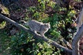 a balancing wild cat on a tree at a forrest Royalty Free Stock Photo