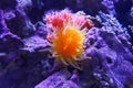 Balanophyllia elegans. Orange Cup Coral