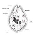 Balantidium coli hand drawn vector diagram