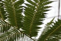 Balantium Antarcticum, Dicksonia leaves in the forest. Royalty Free Stock Photo