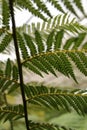 Balantium Antarcticum, Dicksonia leaves in the forest Royalty Free Stock Photo