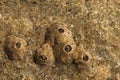 Balanus Balanomorpha is a genus of barnacles
