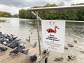 Balashikha, Moscow region, Russia, October, 01, 2019. Sign reading ` what to feed wild ducks?` on the banks of the Pekhorka river