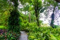 Balata Garden, Martinique - Paradise botanic garden on tropical caribbean island with suspension bridges - France Royalty Free Stock Photo