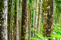 Balata Garden, Martinique - Paradise botanic garden on tropical caribbean island with suspension bridges - France Royalty Free Stock Photo