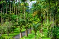 Balata Garden, Martinique - Paradise botanic garden on tropical caribbean island with suspension bridges - France Royalty Free Stock Photo