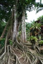 Balata garden, Martinique. Royalty Free Stock Photo