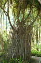 Balata garden, Martinique. Royalty Free Stock Photo