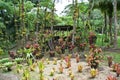 Balata garden, Martinique. Royalty Free Stock Photo