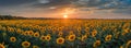Balatonfuzfo, Hungary - Aerial panoramic view of a beautiful sunflower field at summertime with warm sunshine, colorful clouds