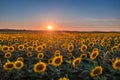 Balatonfuzfo, Hungary - Beautiful sunset over a sunflower field at summertime with clear blue sky near Lake Balaton Royalty Free Stock Photo