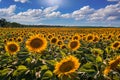 Balatonfuzfo, Hungary - Sunflower field at summertime with sunlight and blue sky with clouds near Lake Balaton Royalty Free Stock Photo