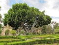 Balboa Park`s Indian Laurel Fig Tree Royalty Free Stock Photo