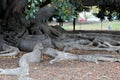 Balboa Park`s Magnificent Moreton Bay Fig Tree - Ficus Macrophyl