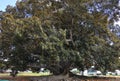 Balboa Park`s Magnificent Moreton Bay Fig Tree - Ficus Macrophyl