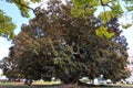 Balboa Park`s Magnificent Moreton Bay Fig Tree - Ficus Macrophyl