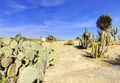 Balboa park in San Diego, cactus desert. Royalty Free Stock Photo