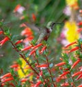 Dramatic hummingbird in flight San Diego Balboa Park