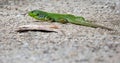 Balcan green lizard or lacerta trilineata herping on the ground on blurry grey background Royalty Free Stock Photo