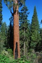 Balch Creek Park Sequoia