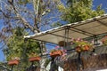 Summer terrace with flowers in the city of Balchik