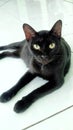 Balck cat Royalty Free Stock Photo