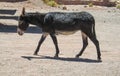 Balck donkey Royalty Free Stock Photo